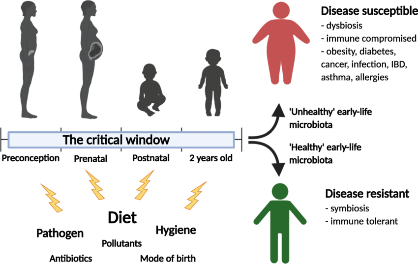 Different stages in pregnancy: Preconception, Prenatal and Postnatal